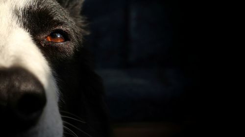 Close-up portrait of dog