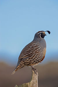 Close-up of bird perching on wooden post against sky