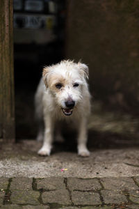 Portrait of a dog