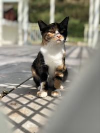 Portrait of cat sitting outdoors