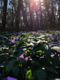 Purple flowering plants in forest