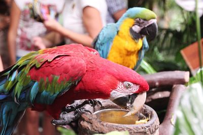 Close-up of parrot perching on branch