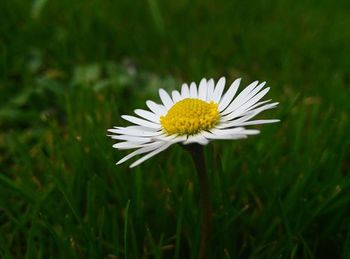 Close-up of daisy flowers blooming in field