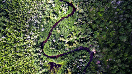 Full frame shot of tree trunk