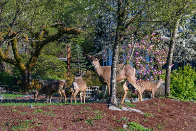 View of deer standing by trees on field