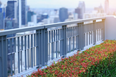 Bush and fence in garden on rooftop of high-rise condominium in city at sunset