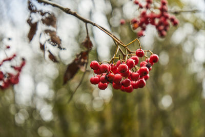 Close-up of red berries growing on tree