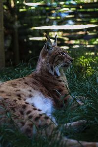 Side view of a cat looking away