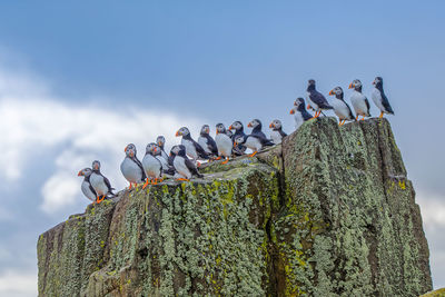 Low angle view of  puffinbirds perching on rock