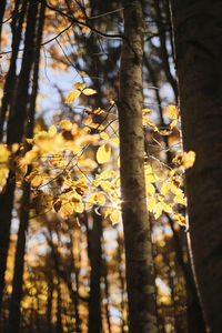 Trees and plants in forest