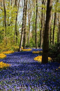 View of purple crocus flowers in forest