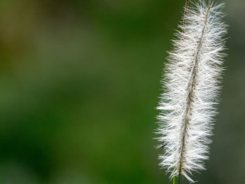 Close-up of stalks against blurred background