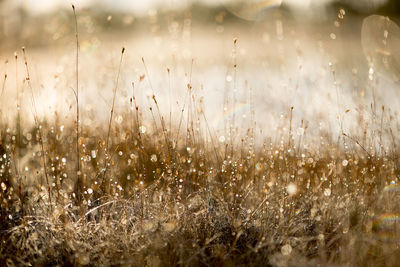 Close-up of water drops on grass field