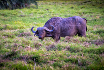 Elephant in a field