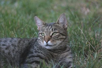 Portrait of a cat on field