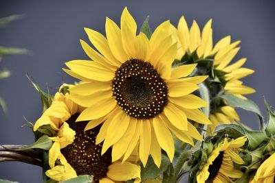 Close-up of sunflower