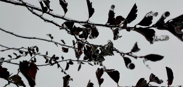 Low angle view of bare tree against sky