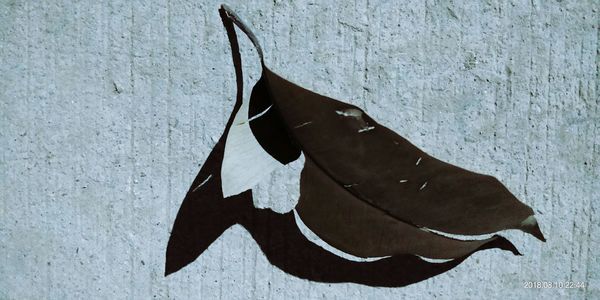 Close-up of fish on wall