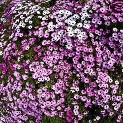 Close-up of purple flowers