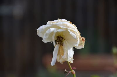 Close-up of white flower against blurred background