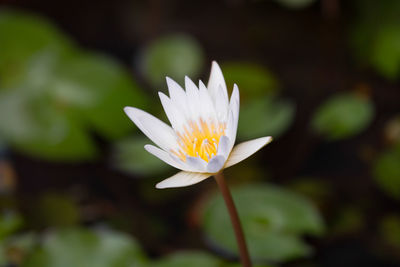 Close-up of white water lily