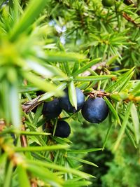 Close-up of fruits growing on tree