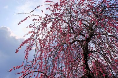 Low angle view of pink flower tree against sky