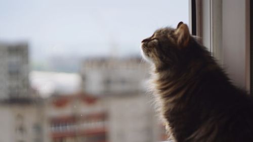 Close-up of a dog looking away at home