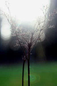 Close-up of bare tree against sky