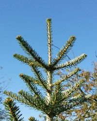 Low angle view of trees against blue sky