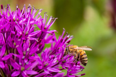 European honey bee, apis mellifera, pollinating on purple flower, close-up