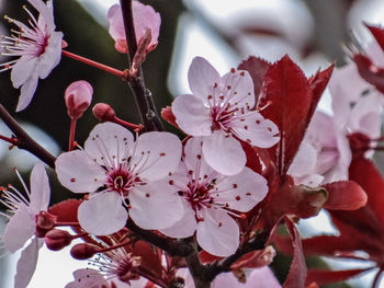 Close-up of white flowers on branch