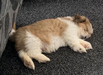 High angle view of cat sleeping on rug