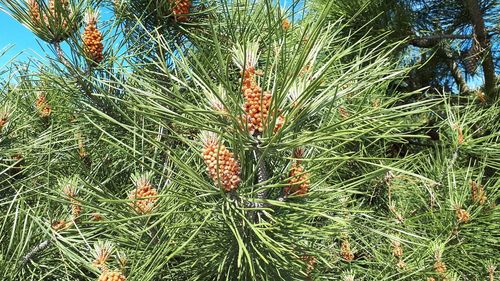 High angle view of pine cone on field