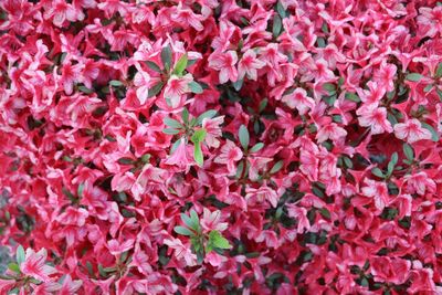 Full frame shot of pink flowers blooming outdoors