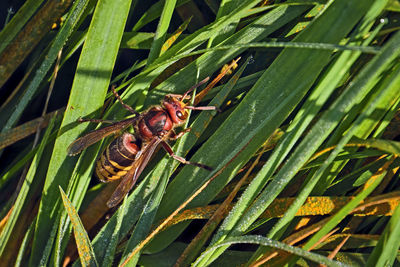 Close-up of insect on leaf