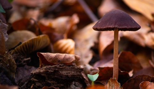 Close-up of mushrooms growing on land