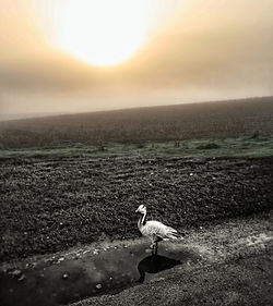Bird perching on shore against sky during sunset