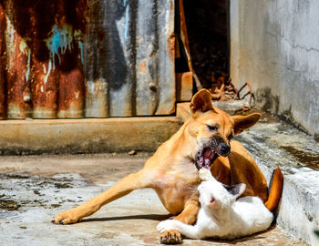 Cat playing with dog