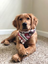 Portrait of dog sitting on floor at home