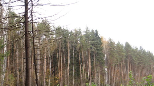 Low angle view of tall trees against clear sky
