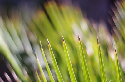 Full frame shot of plants