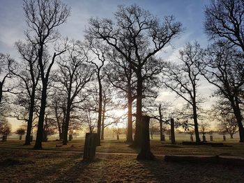 Bare trees on field against sky