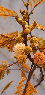 Low angle view of flowering plant against trees