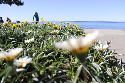 View of flowering plants by sea against sky