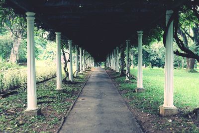 Narrow walkway along trees