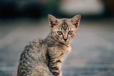 Close-up portrait of tabby cat