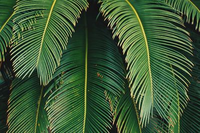 Close-up of palm leaves