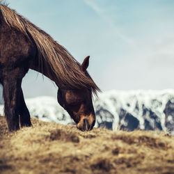 Side view of horse grazing on field against sky