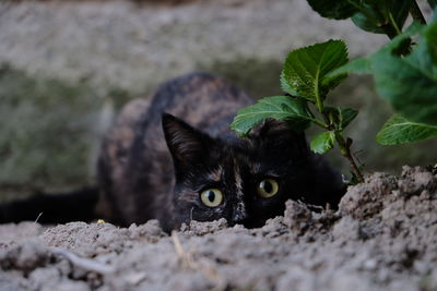 Portrait of black cat